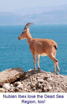 Nubian Ibex - a Dead Sea native!